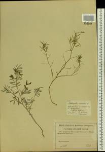 Astragalus arenarius L., Eastern Europe, Central region (E4) (Russia)