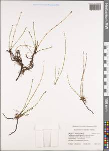 Equisetum scirpoides Michx., Siberia, Baikal & Transbaikal region (S4) (Russia)