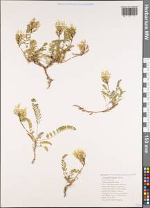 Astragalus fragrans Willd., Caucasus, Black Sea Shore (from Novorossiysk to Adler) (K3) (Russia)