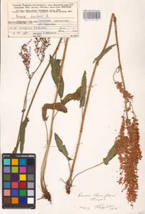 Rumex thyrsiflorus Fingerh., Eastern Europe, Northern region (E1) (Russia)