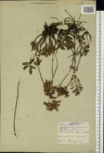 Phedimus hybridus (L.) 't Hart, Eastern Europe, Eastern region (E10) (Russia)