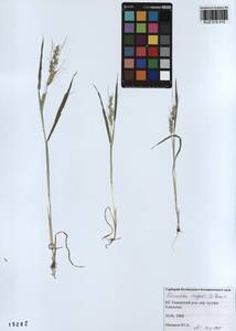 Echinochloa crus-galli (L.) P.Beauv., Siberia, Altai & Sayany Mountains (S2) (Russia)