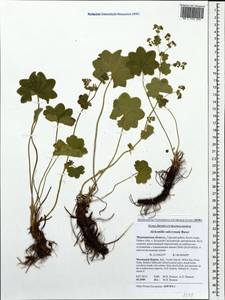 Alchemilla subcrenata Buser, Eastern Europe, Northern region (E1) (Russia)