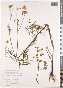 Oenanthe pimpinelloides L., Caucasus, Black Sea Shore (from Novorossiysk to Adler) (K3) (Russia)