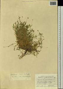 Stellaria laeta Richardson, Siberia, Western Siberia (S1) (Russia)