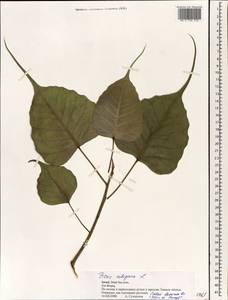 Ficus religiosa L., South Asia, South Asia (Asia outside ex-Soviet states and Mongolia) (ASIA) (Israel)