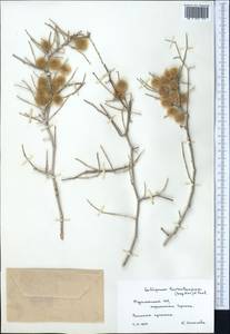 Calligonum rubescens Mattei, Middle Asia, Karakum (M6) (Turkmenistan)