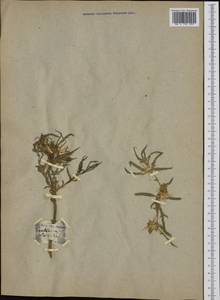 Centaurea calcitrapa L., Western Europe (EUR) (France)