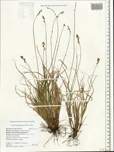 Carex brunnescens (Pers.) Poir., Eastern Europe, Northern region (E1) (Russia)