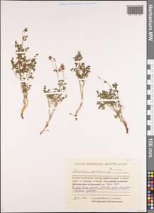 Thalictrum foetidum L., Siberia, Yakutia (S5) (Russia)