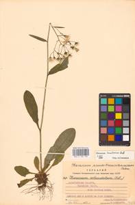 Hieracium transylvanicum Heuff., Eastern Europe, West Ukrainian region (E13) (Ukraine)