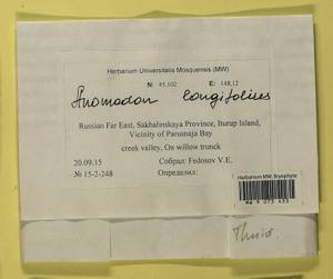 Anomodontella longifolia (Schleich. ex Brid.) Ignatov & Fedosov, Bryophytes, Bryophytes - Russian Far East (excl. Chukotka & Kamchatka) (B20) (Russia)