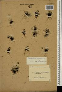 Omalotheca supina (L.) DC., Caucasus, Krasnodar Krai & Adygea (K1a) (Russia)