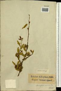 Brachylaena ilicifolia (Lam.) E.Phillips & Schweick., Africa (AFR) (South Africa)
