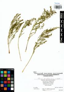 Thesium longifolium Turcz., Siberia, Baikal & Transbaikal region (S4) (Russia)