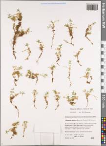 Cherleria biflora (L.) comb. ined., Siberia, Yakutia (S5) (Russia)