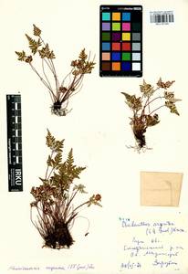Aleuritopteris argentea (S. G. Gmel.) Fée, Siberia, Baikal & Transbaikal region (S4) (Russia)