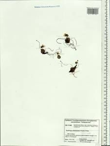 Saxifraga platysepala (Trautv.) Tolm., Siberia, Central Siberia (S3) (Russia)
