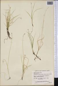 Carex disperma Dewey, America (AMER) (Canada)