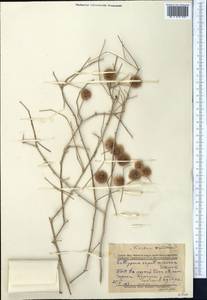 Calligonum caput-medusae Schrenk, Middle Asia, Karakum (M6) (Turkmenistan)