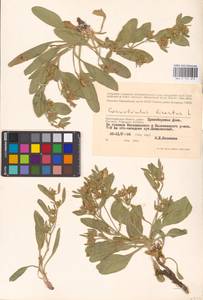 Convolvulus lineatus L., Eastern Europe, Lower Volga region (E9) (Russia)