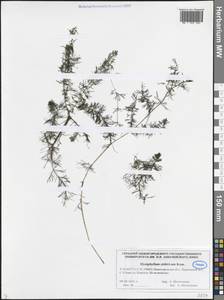 Myriophyllum sibiricum Kom., Eastern Europe, Volga-Kama region (E7) (Russia)