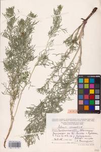 Adonis vernalis L., Eastern Europe, Eastern region (E10) (Russia)