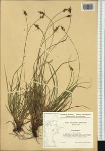 Carex pilulifera L., Western Europe (EUR) (Denmark)