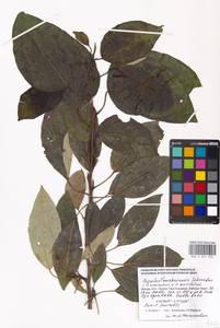 Populus ×moscoviensis Schröd., Eastern Europe, Moscow region (E4a) (Russia)