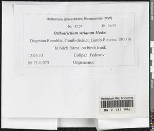 Lewinskya striata (Hedw.) F. Lara, Garilleti & Goffinet, Bryophytes, Bryophytes - North Caucasus & Ciscaucasia (B12) (Russia)