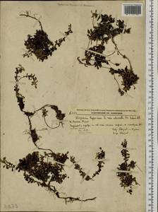 Diapensia obovata (F. Schmidt) Nakai, Siberia, Russian Far East (S6) (Russia)