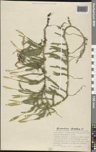 Lycopodium clavatum L., Eastern Europe, Northern region (E1) (Russia)