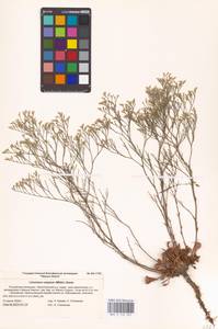 Limonium caspium (Willd.) Gams, Eastern Europe, Lower Volga region (E9) (Russia)