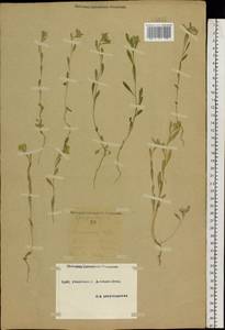 Erysimum leucanthemum (Stephan ex Willd.) B. Fedtsch., Eastern Europe, South Ukrainian region (E12) (Ukraine)