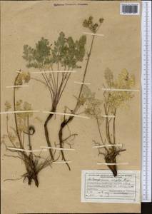 Aulacospermum simplex Rupr., Middle Asia, Dzungarian Alatau & Tarbagatai (M5) (Kazakhstan)