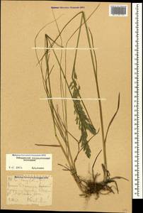 Poa longifolia Trin., Caucasus, Stavropol Krai, Karachay-Cherkessia & Kabardino-Balkaria (K1b) (Russia)