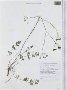 Pimpinella saxifraga L., Western Europe (EUR) (Germany)