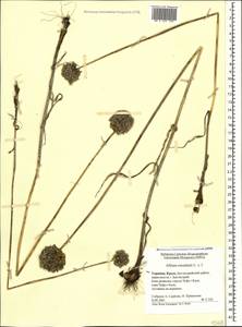 Allium rotundum L., Crimea (KRYM) (Russia)