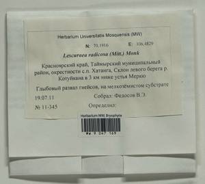 Lescuraea radicosa (Mitt.) Mönk., Bryophytes, Bryophytes - Krasnoyarsk Krai, Tyva & Khakassia (B17) (Russia)