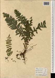 Nephrolepis, South Asia, South Asia (Asia outside ex-Soviet states and Mongolia) (ASIA) (Philippines)