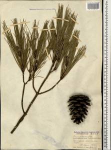 Pinus brutia var. pityusa (Steven) Silba, Caucasus, Black Sea Shore (from Novorossiysk to Adler) (K3) (Russia)