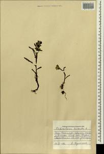 Pedicularis hirsuta L., Siberia, Central Siberia (S3) (Russia)