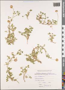 Trifolium fragiferum subsp. bonannii (C.Presl)Sojak, Caucasus, Black Sea Shore (from Novorossiysk to Adler) (K3) (Russia)
