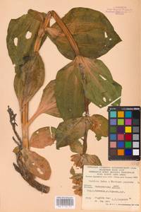 Gentiana lutea × punctata, Eastern Europe, West Ukrainian region (E13) (Ukraine)