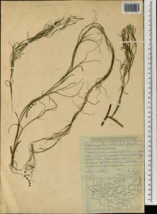 Stuckenia filiformis (Pers.) Börner, Mongolia (MONG) (Mongolia)