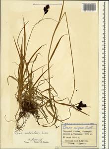 Carex aterrima subsp. medwedewii (Leskov) T.V.Egorova, Caucasus, Stavropol Krai, Karachay-Cherkessia & Kabardino-Balkaria (K1b) (Russia)