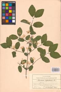 Lonicera xylosteum L., Eastern Europe, Moscow region (E4a) (Russia)