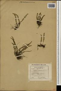 Asplenium trichomanes L., Caucasus, Georgia (K4) (Georgia)