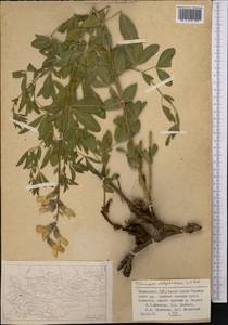 Thermopsis dolichocarpa V.A.Nikitin, Middle Asia, Pamir & Pamiro-Alai (M2) (Tajikistan)