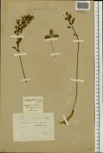 Menyanthes trifoliata L., Siberia, Western Siberia (S1) (Russia)